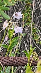 Solanum umbelliferum