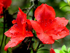 Rhododendron simsii