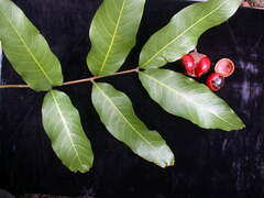 Alectryon macrococcus