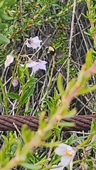Solanum umbelliferum