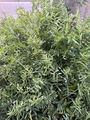 Vicia ludoviciana