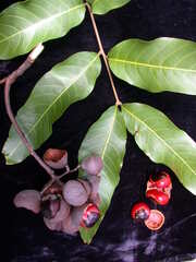 Alectryon macrococcus