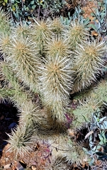 Cylindropuntia bigelovii