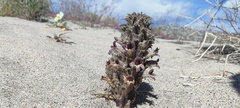 Aphyllon cooperi cooperi