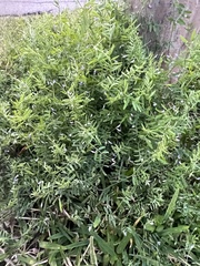 Vicia ludoviciana