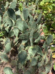 Opuntia austrina