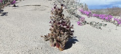 Aphyllon cooperi cooperi