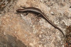 Pseudemoia entrecasteauxii