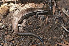 Pseudemoia entrecasteauxii