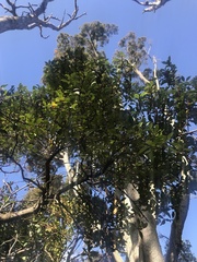 Maytenus magellanica