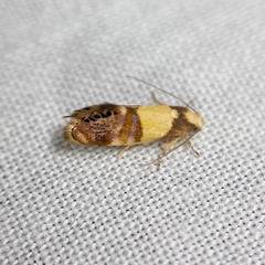 Eupselia callidyas