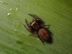 Trite auricoma