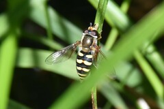 Metasyrphus