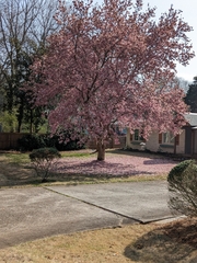 Magnolia × soulangeana