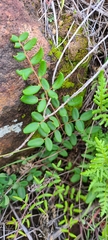Pellaea andromedifolia pubescens