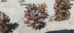 Aphyllon cooperi cooperi