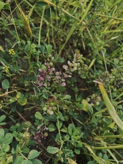 Lepidium nitidum