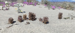 Aphyllon cooperi cooperi