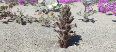 Aphyllon cooperi cooperi