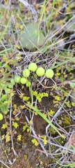 Asterella palmeri
