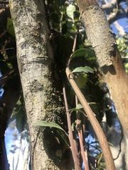 Maytenus magellanica