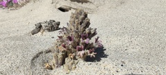 Aphyllon cooperi cooperi