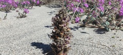 Aphyllon cooperi cooperi