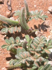 Astragalus nyensis