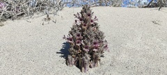 Aphyllon cooperi cooperi
