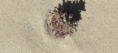 Aphyllon cooperi cooperi