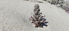 Aphyllon cooperi cooperi