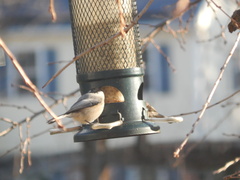 Poecile carolinensis