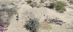 Aphyllon cooperi cooperi