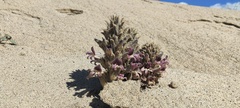 Aphyllon cooperi cooperi