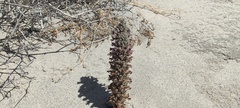 Aphyllon cooperi cooperi
