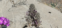 Aphyllon cooperi cooperi