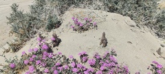 Aphyllon cooperi cooperi