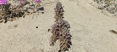 Aphyllon cooperi cooperi