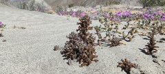 Aphyllon cooperi cooperi