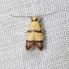 Heteroteucha distephana