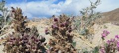 Aphyllon cooperi cooperi
