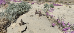 Aphyllon cooperi cooperi