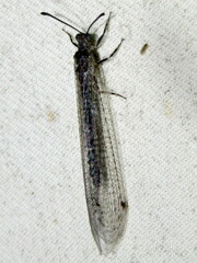 Bandidus vafer