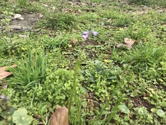 Nuttallanthus canadensis