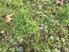 Nuttallanthus canadensis