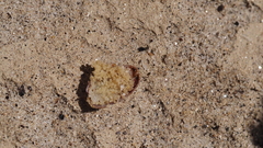 Aphyllon cooperi cooperi