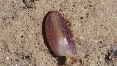 Aphyllon cooperi cooperi