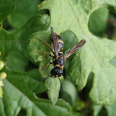 Parancistrocerus fulvipes