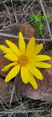 Leptosyne maritima