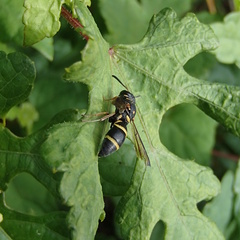 Parancistrocerus fulvipes
